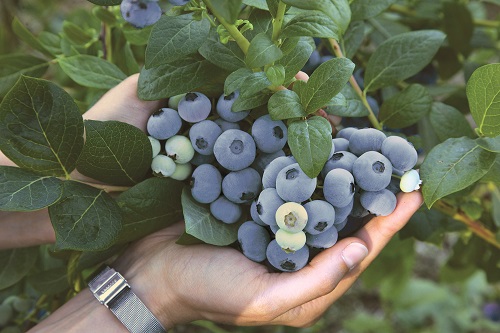 Blueberry 'Top Shelf' PVR